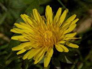 Francis Serre, le 26 mars 2017 (09300 Lavelanet, France)