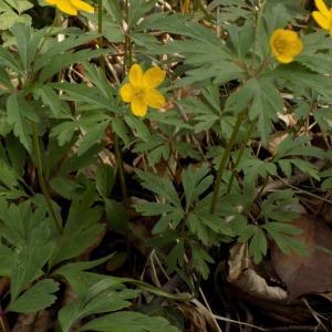 Photographie n°1194305 du taxon Anemone ranunculoides L. [1753]