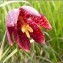  Pat Desnos - Fritillaria meleagris L. [1753]