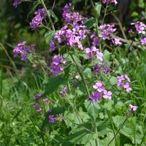 Photographie n°1194621 du taxon Lunaria annua L. [1753]