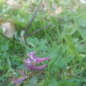 Photographie n°1196469 du taxon Corydalis solida (L.) Clairv. [1811]