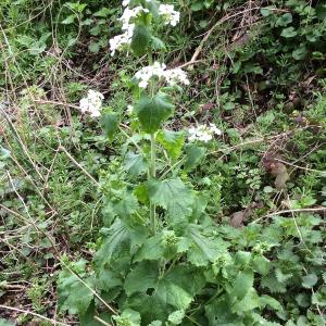 Photographie n°1197188 du taxon Lunaria annua L.