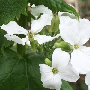 Photographie n°1197191 du taxon Lunaria annua L.