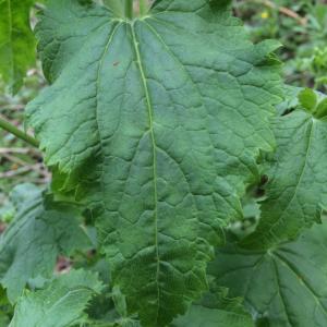 Photographie n°1197194 du taxon Lunaria annua L.