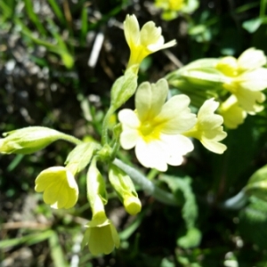 Photographie n°1198577 du taxon Primula elatior (L.) Hill [1765]