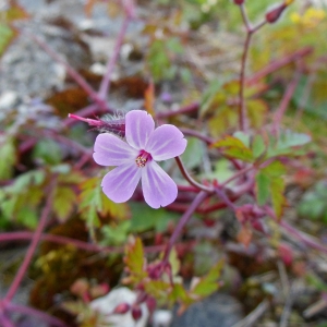 Photographie n°1198859 du taxon Geranium robertianum L. [1753]