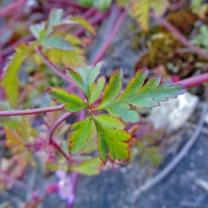 Photographie n°1198861 du taxon Geranium robertianum L. [1753]