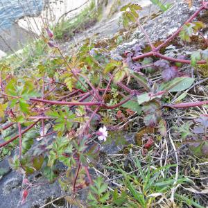 Photographie n°1198862 du taxon Geranium robertianum L. [1753]