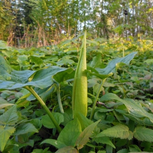 Photographie n°1199153 du taxon Arum maculatum L. [1753]