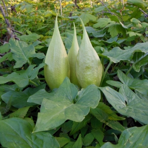 Photographie n°1199154 du taxon Arum maculatum L. [1753]