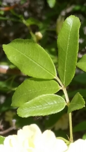 Christophe Gorla, le  8 avril 2017 (Aix-en-Provence)