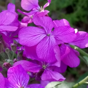 Photographie n°1199258 du taxon Lunaria annua L. [1753]