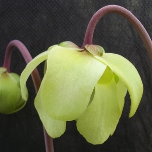 Photographie n°1199474 du taxon Sarracenia L. [1753]
