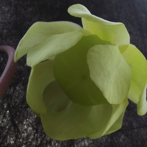 Photographie n°1199475 du taxon Sarracenia L. [1753]