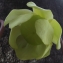  Jean-Claude Echardour - Sarracenia L. [1753]