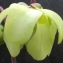  Jean-Claude Echardour - Sarracenia L. [1753]