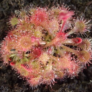 Photographie n°1199490 du taxon Drosera L. [1753]