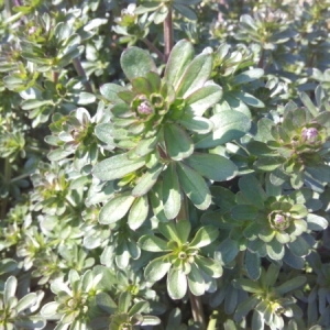 Photographie n°1200141 du taxon Galium mollugo L. [1753]