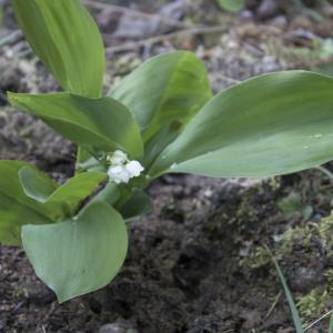 Photographie n°1202131 du taxon Convallaria majalis L. [1753]