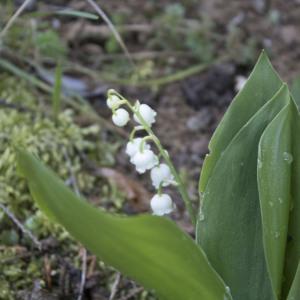 Photographie n°1202141 du taxon Convallaria majalis L. [1753]