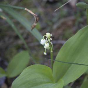 Photographie n°1202145 du taxon Convallaria majalis L. [1753]