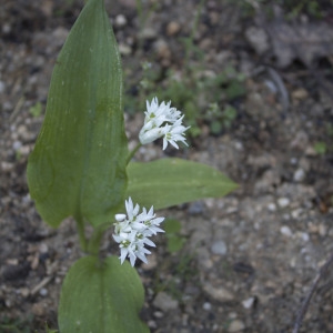 Photographie n°1202195 du taxon Allium ursinum L. [1753]