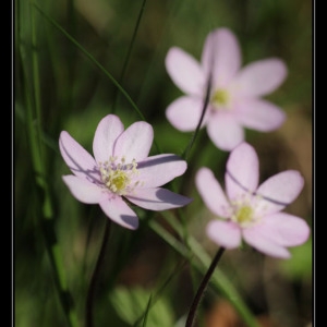 Photographie n°1203114 du taxon Anemone hepatica L.