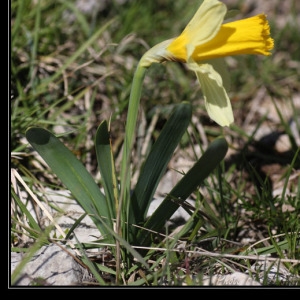 Photographie n°1203125 du taxon Narcissus pseudonarcissus L.