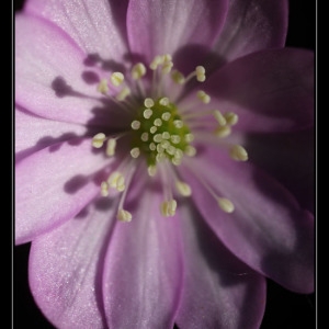 Photographie n°1203133 du taxon Anemone hepatica L.