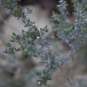 Photographie n°1204917 du taxon Thymus vulgaris L. [1753]