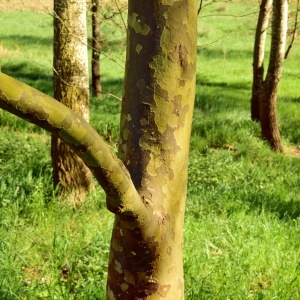 Photographie n°1206104 du taxon Platanus x hispanica Mill. ex Münchh. [1770]