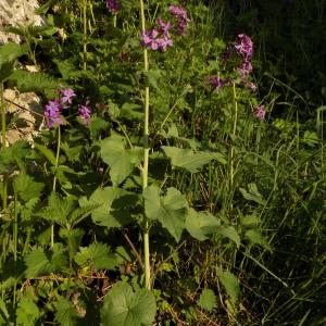 Photographie n°1206610 du taxon Lunaria annua L. [1753]