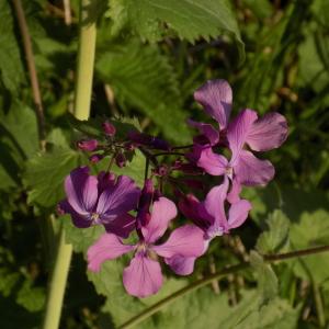 Photographie n°1206611 du taxon Lunaria annua L. [1753]