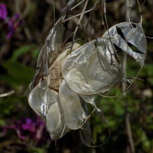 Photographie n°1206612 du taxon Lunaria annua L. [1753]