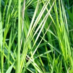 Photographie n°1206689 du taxon Bromus sterilis L. [1753]