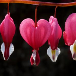 Dicentra spectabilis (L.) Lem. (Asian Bleeding-heart)