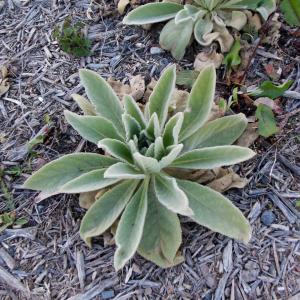 Photographie n°1207744 du taxon Verbascum thapsus L. [1753]