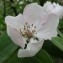  Dominique Remaud - Crataegus germanica (L.) Kuntze