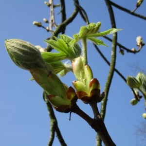 Photographie n°1208090 du taxon Aesculus hippocastanum L. [1753]