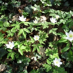 Photographie n°1208126 du taxon Anemone nemorosa L. [1753]