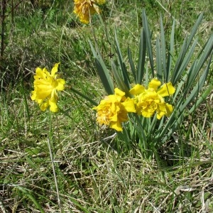 Photographie n°1208160 du taxon Narcissus L.