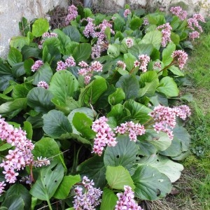 Photographie n°1208174 du taxon Bergenia crassifolia (L.) Fritsch