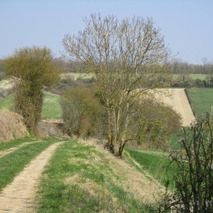 Photographie n°1208180 du taxon Fraxinus excelsior L.