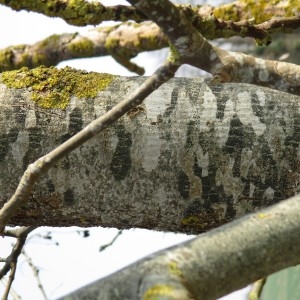 Photographie n°1208181 du taxon Fraxinus excelsior L.