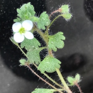 Photographie n°1208490 du taxon Veronica cymbalaria Bodard [1798]