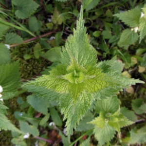 Photographie n°1208719 du taxon Lamium album L. [1753]