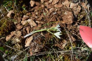 David Martiniere, le  8 avril 2017 (Saint-Antonin-Noble-Val (Roque Rouge))