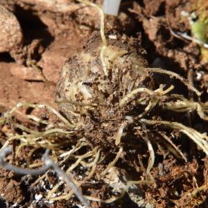 Photographie n°1208722 du taxon Ornithogalum orthophyllum Ten. [1831]