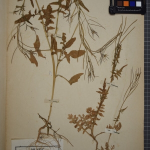 Photographie n°1208757 du taxon Sisymbrium irio L. [1753]
