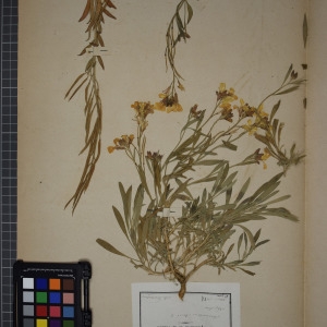 Photographie n°1208760 du taxon Cheiranthus cheiri L. [1753]